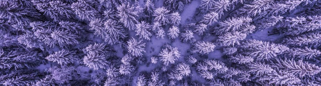 Sky view of a forest of evergreen trees during winter with purple and white tones and snow-covered ground.
