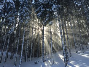 Forest of tall thin tree trunks with sun beams shining through the trees and snow on the ground.