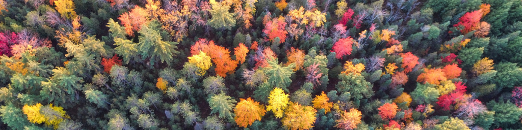Sky view of a forest of trees during autumn with different shades of green, yellow, orange, red, and purple.