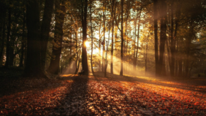 Sunlight filtering through trees in a forest with the ground covered in red and brown leaves during autumn.