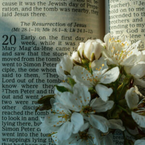 A bible open with cluster of white flowers.