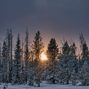 A winter sunset behind a snow-covered forest.