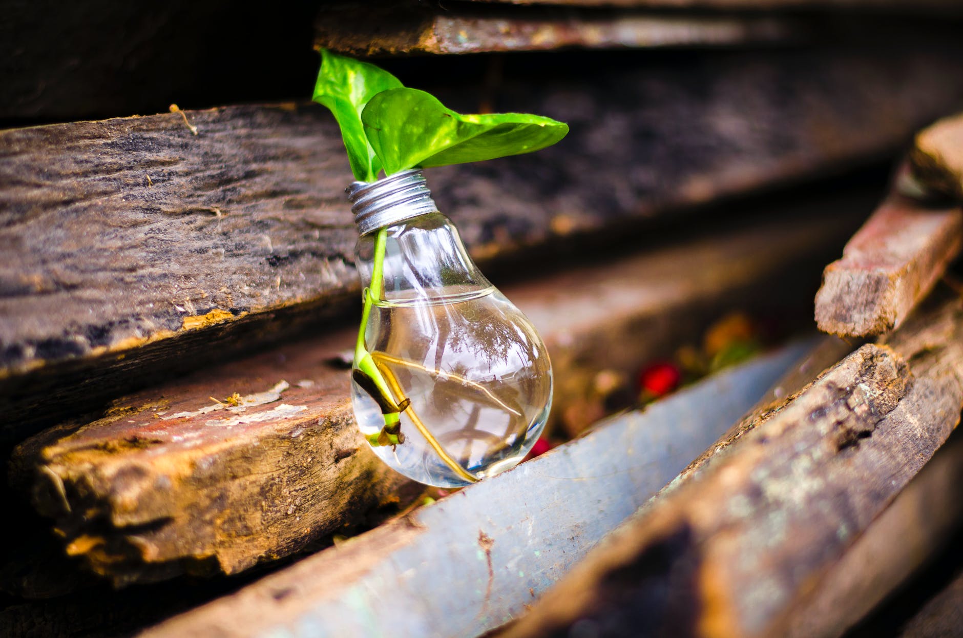 A lightbulb filled with water and being used as a plant pot. Symbolic of growing new ideas from unique places.
