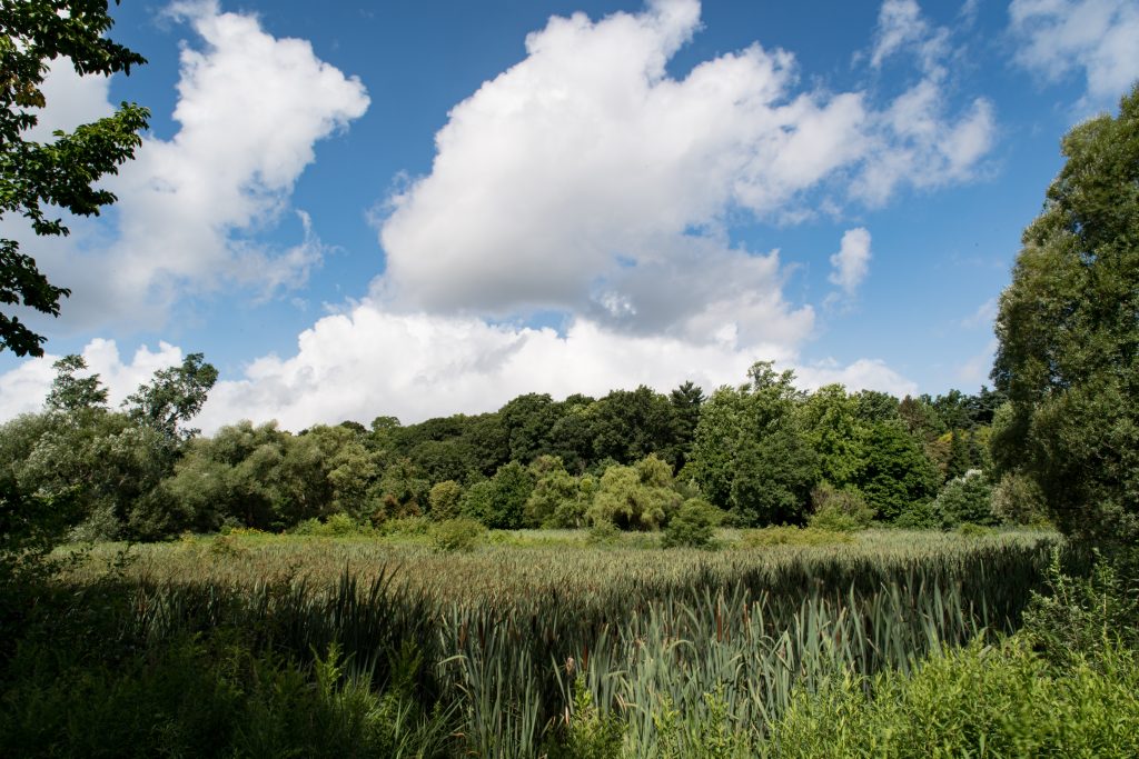 Trees and a field of tall grass in the Arnold Arboretum