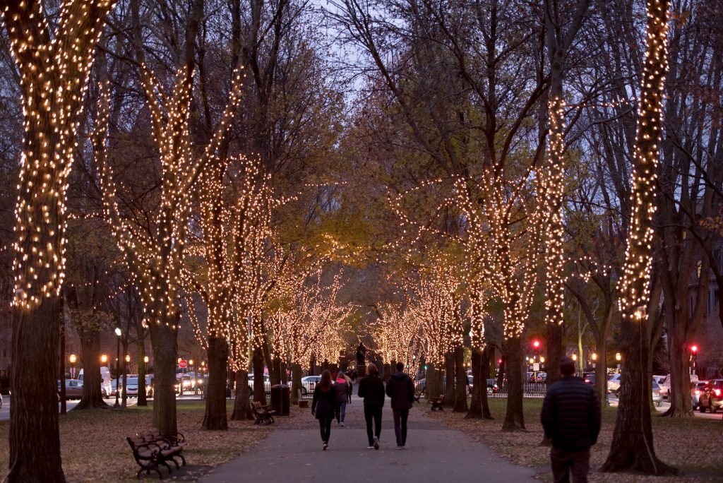 Trees lined with holiday lights on Commonwealth Avenue