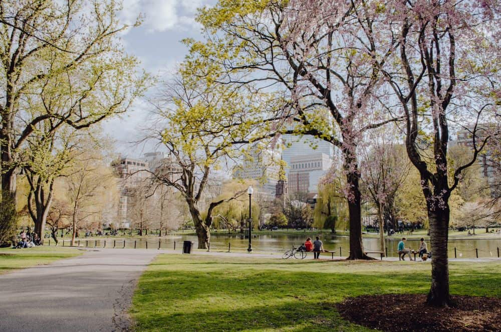 View of the trees and walking paths in the Boston Common during spring