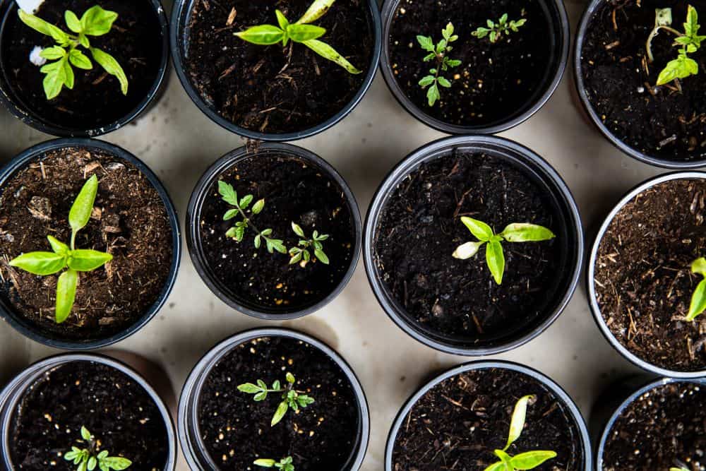 Several pots of dirt with plants sprouting