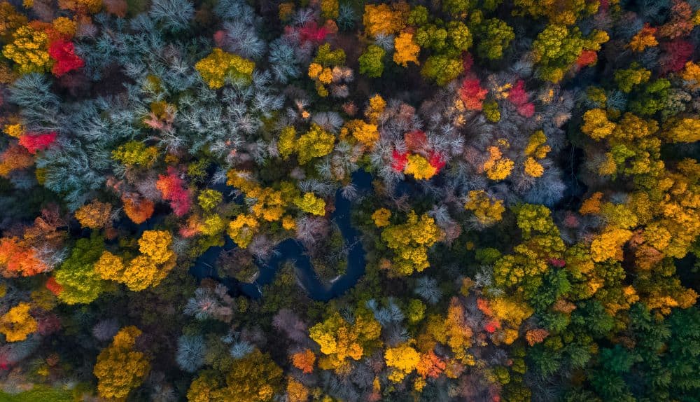 An aerial view of colorful fall trees