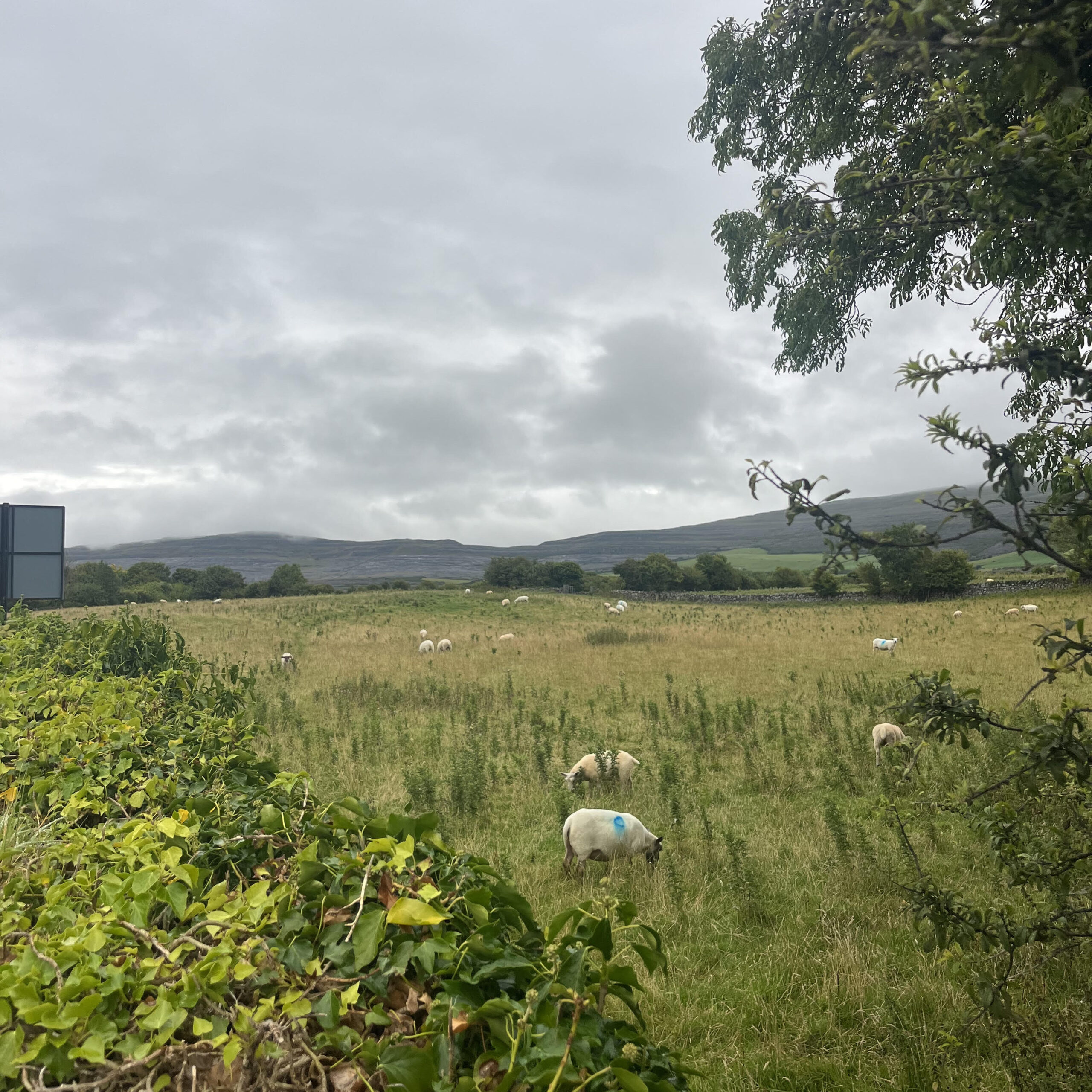 Irish landscape featuring sheep and mountains in the distance.