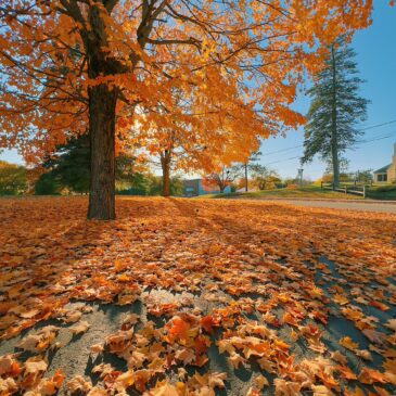 Office of Graduate Studies Fall 2025 Newsletter