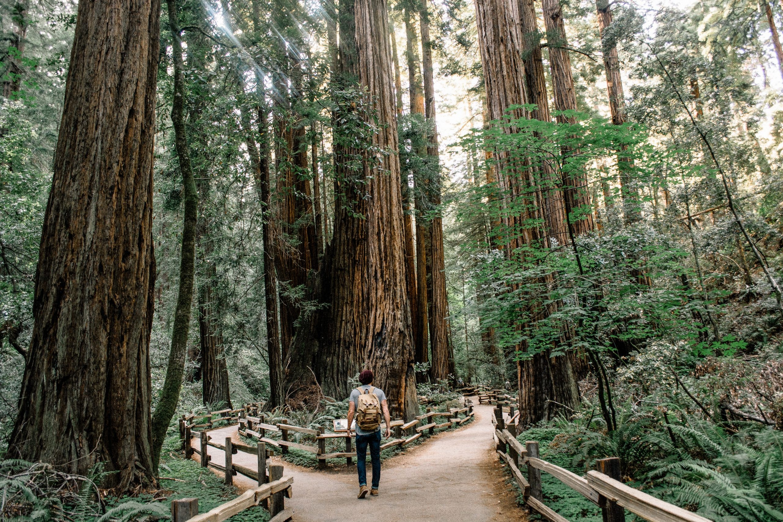 A person with a backpack stands at the divergence of two paths in a forest.