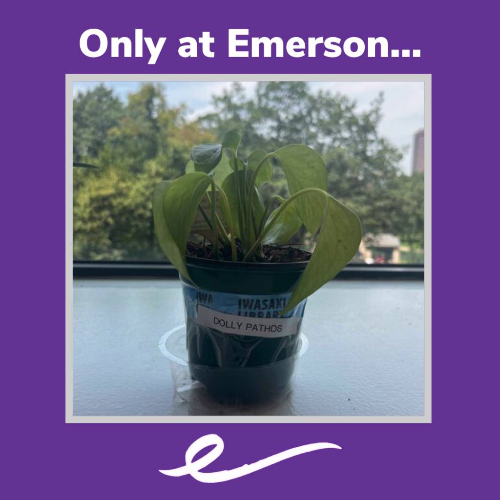 Photo of a plant with the heading Only at Emerson...
